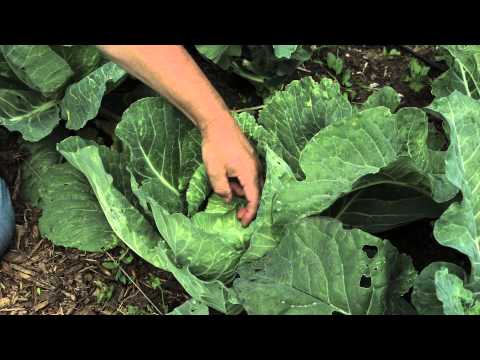 how to harvest red cabbage