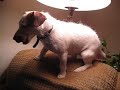 Dogs Like Lasers Too!