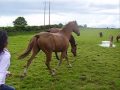 Mullingar Equestrian Center 2007