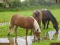 Mullingar Equestrian Center 2007