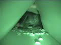 skunk eating cat food