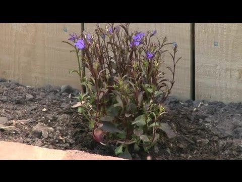 how to transplant flowers