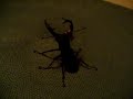 Beetle Spirit