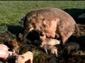 Zoo TV - Niman Ranch Zoo TV - Niman Ranch
