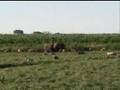 Zoo TV - Niman Ranch
