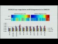 Post-Transcriptional Regulators of microRNA Biogenesis Regulate Pathogenesis - Pavel Sumazin