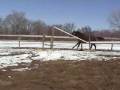 videos de Trakehner stallion Prelude By Mozart free jumping
