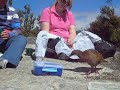 NZ rare Weka attack on cookie box.