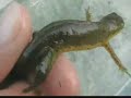 Herping in Vermont Herping in Vermont
