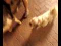videos de Chez Marilyne (l)