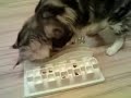 Cat Fun Board