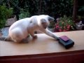 very fanny cat