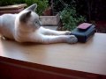 Very Fanny Cat