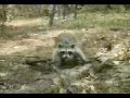 raccoon