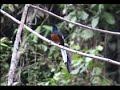 Thailand song bird - White-rumped Shama Thailand song bird - White-rumped Shama