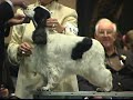The 2008 ASC Flushing Spaniel Dog Show... Best in Show