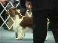The 2008 ASC Flushing Spaniel Dog Show... Best in Show