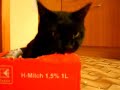 Kater Balu beim Stressabbau