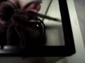 videos de My animals