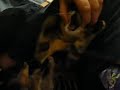 Tamara's Kitty