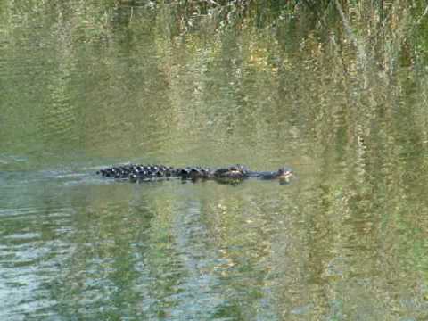Everglades National Park Florida USA Alligator