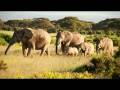 Safari Au Kenya