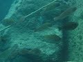 datca zipkinci