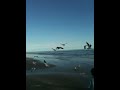 Padre Gulls