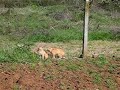 Gatti che litigano