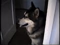 You gotta love animals