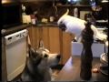 Parrot Share Noodles With Husky Dog