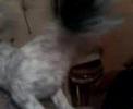 Un loco atacando a mi Perro