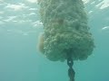 underwater underwater