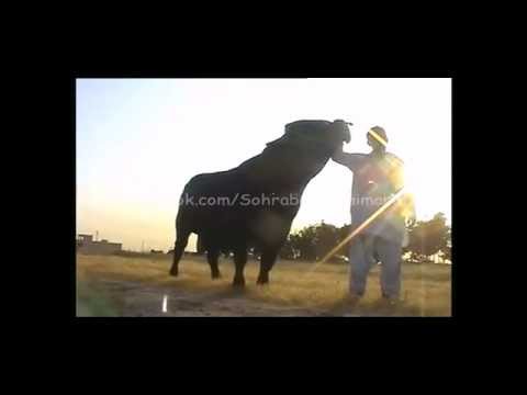 farm bull