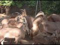!! CRIATURAS ¡¡.wmv