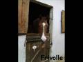 le galop