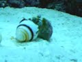 Hermit Crab Changing Shells