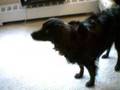Bailey Doing Some Tricks