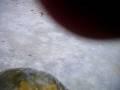 videos de explotando melon