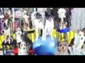 MNDDC Minnesota State Championships Discdogs!!