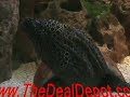 Moray eels Moray eels