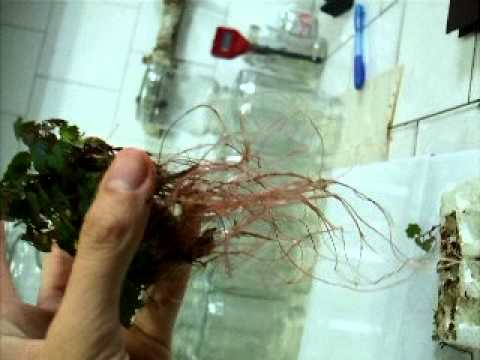 how to fertilize thornless blackberries