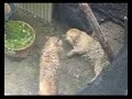 野良猫の喧嘩