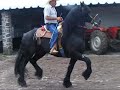 Los caballos frisianos mas bonitos y reconocidos oficialmente.Toluca,Mexico