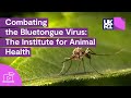Scientists fight bluetongue by hunting midges