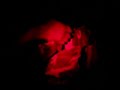 mexican police torture training videos