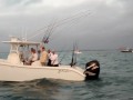 2010-05-26 | 2010 Grove Slam Bimini Start ~> The 2010 Grove Slam Bimini Start view from the "Top Fin" Fishing Team ... Topfin ... ()