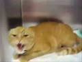 L'invasione dei gatti maleducati