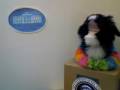 Bo Obama The First Dog Interview Takes On Sarah Palin's Aerial Wolf Killing Policy
