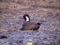 Lapwing On the Nest video by Shirishkumar Patil Lapwing On the Nest video by Shirishkumar Patil